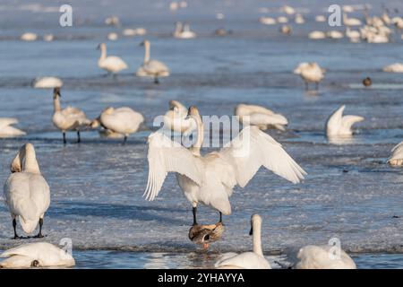 Cygnes trompettistes sur leur migration annuelle de la Californie à la mer de Béring au large de la côte de l'Alaska. Photo prise à Marsh Lake, territoire du Yukon. Banque D'Images