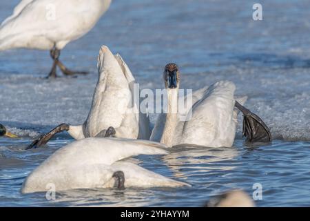 Cygnes trompettistes sur leur migration annuelle de la Californie à la mer de Béring au large de la côte de l'Alaska. Photo prise à Marsh Lake, territoire du Yukon. Banque D'Images