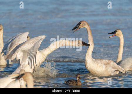 Cygnes trompettistes sur leur migration annuelle de la Californie à la mer de Béring au large de la côte de l'Alaska. Photo prise à Marsh Lake, territoire du Yukon. Banque D'Images