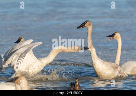 Cygnes trompettistes sur leur migration annuelle de la Californie à la mer de Béring au large de la côte de l'Alaska. Photo prise à Marsh Lake, territoire du Yukon. Banque D'Images