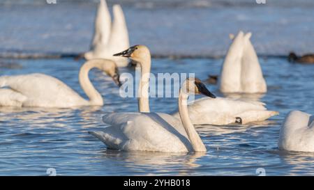 Cygnes trompettistes sur leur migration annuelle de la Californie à la mer de Béring au large de la côte de l'Alaska. Photo prise à Marsh Lake, territoire du Yukon. Banque D'Images