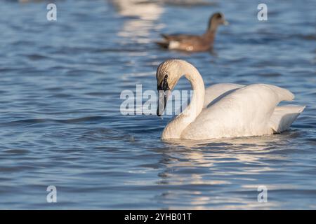 Cygnes trompettistes sur leur migration annuelle de la Californie à la mer de Béring au large de la côte de l'Alaska. Photo prise à Marsh Lake, territoire du Yukon. Banque D'Images