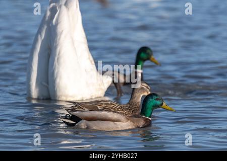 Cygnes trompettistes sur leur migration annuelle de la Californie à la mer de Béring au large de la côte de l'Alaska. Photo prise à Marsh Lake, territoire du Yukon. Banque D'Images