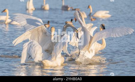 Les grands cygnes se rencontrent sur une zone gelée et glacée du territoire du Yukon avec de l'eau environnante. Prise à Marsh Lake pendant la migration d'avril. Blanc, sauvage arctique Banque D'Images