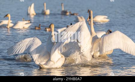 Les grands cygnes se rencontrent sur une zone gelée et glacée du territoire du Yukon avec de l'eau environnante. Prise à Marsh Lake pendant la migration d'avril. Blanc, sauvage arctique Banque D'Images