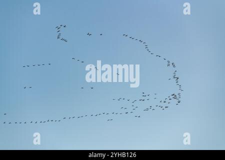 Grand troupeau de cygnes trompettistes blancs de toundra canadienne volant au-dessus avec un ciel de jour bleu vif en arrière-plan. Marsh Lake, territoire du Yukon, Canada Banque D'Images