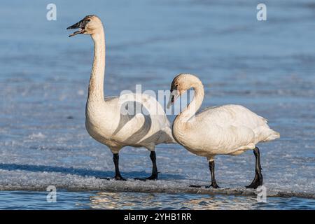 Élégants et grands cygnes debout sur le bord de la rivière glacée dans le territoire du Yukon pendant leur migration vers le nord pour l'été. Prise en avril, au printemps. Banque D'Images