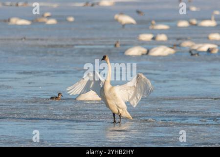 Le grand cygne trompettiste de la toundra blanche arctique battant fièrement des ailes tout en se tenant sur le côté du fleuve Yukon partiellement gelé dans le nord du Canada. Banque D'Images