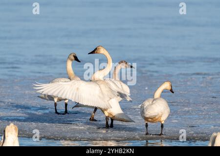 Élégants et grands cygnes debout sur le bord de la rivière glacée dans le territoire du Yukon pendant leur migration vers le nord pour l'été. Prise en avril, au printemps. Banque D'Images