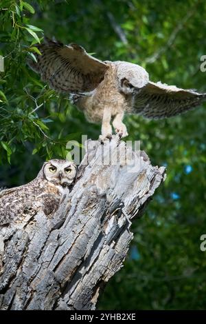 Un grand hibou adulte nourrit l'un de ses petits alors que l'autre équilibre au sommet d'une branche d'arbre cotonnier dans le parc national de Grand Teton, Wyoming. Banque D'Images