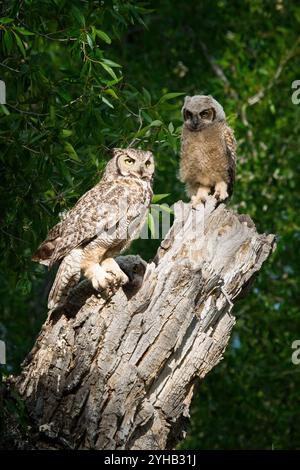 Un parent hibou à grandes cornes perché à côté de ses deux owlets dans un arbre de cotonnier dans le terrain de camping gros ventre. Parc national de Grand Teton, Wyoming Banque D'Images