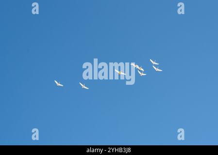 Grand troupeau de cygnes trompettistes blancs de toundra canadienne volant au-dessus avec un ciel de jour bleu vif en arrière-plan. Marsh Lake, territoire du Yukon, Canada Banque D'Images