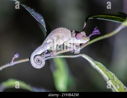 Un minuscule caméléon Brookesia micra s'accroche à une brindille mince dans la forêt tropicale luxuriante du parc national de Ranomafana, Madagascar. C'est incroyablement petit si Banque D'Images