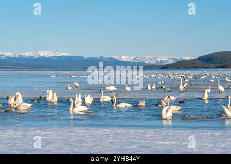 Migration annuelle des cygnes vers la mer de Béring observée au lac Marsh, territoire du Yukon, au printemps, en avril. Milliers de toundra, cygnes trompettistes lac glacé Banque D'Images