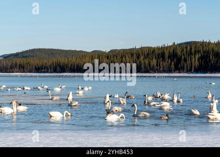 Migration annuelle des cygnes vers la mer de Béring observée au lac Marsh, territoire du Yukon, au printemps, en avril. Milliers de toundra, cygnes trompettistes lac glacé Banque D'Images