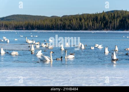 Migration annuelle des cygnes vers la mer de Béring observée au lac Marsh, territoire du Yukon, au printemps, en avril. Milliers de toundra, cygnes trompettistes lac glacé Banque D'Images