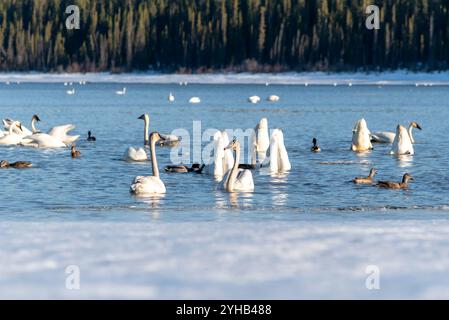 Migration annuelle des cygnes vers la mer de Béring observée au lac Marsh, territoire du Yukon, au printemps, en avril. Milliers de toundra, cygnes trompettistes lac glacé Banque D'Images