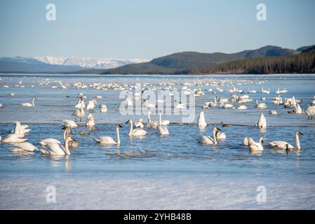 Migration annuelle des cygnes vers la mer de Béring observée au lac Marsh, territoire du Yukon, au printemps, en avril. Milliers de toundra, cygnes trompettistes lac glacé Banque D'Images