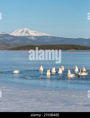 Migration annuelle des cygnes vers la mer de Béring observée au lac Marsh, territoire du Yukon, au printemps, en avril. Milliers de toundra, cygnes trompettistes lac glacé Banque D'Images