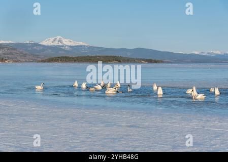 Migration annuelle des cygnes vers la mer de Béring observée au lac Marsh, territoire du Yukon, au printemps, en avril. Milliers de toundra, cygnes trompettistes lac glacé Banque D'Images