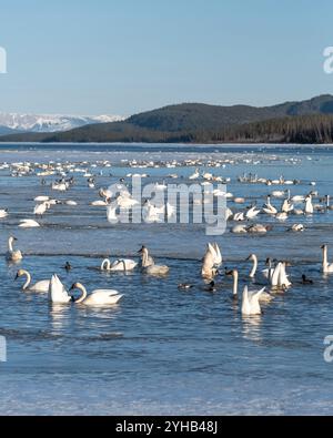 Migration annuelle des cygnes vers la mer de Béring observée au lac Marsh, territoire du Yukon, au printemps, en avril. Milliers de toundra, cygnes trompettistes lac glacé Banque D'Images