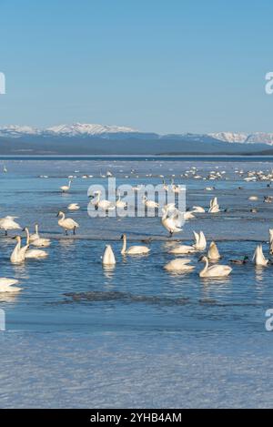 Migration annuelle des cygnes vers la mer de Béring observée au lac Marsh, territoire du Yukon, au printemps, en avril. Milliers de toundra, cygnes trompettistes lac glacé Banque D'Images