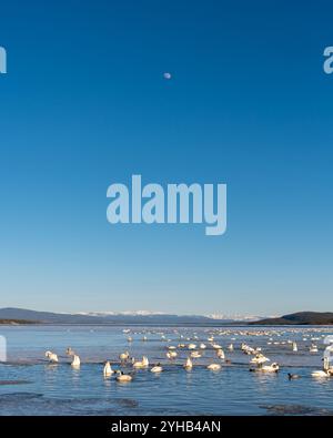 Migration annuelle des cygnes vers la mer de Béring observée au lac Marsh, territoire du Yukon, au printemps, en avril. Milliers de toundra, cygnes trompettistes lac glacé Banque D'Images