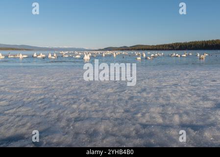 Migration annuelle des cygnes vers la mer de Béring observée au lac Marsh, territoire du Yukon, au printemps, en avril. Milliers de toundra, cygnes trompettistes lac glacé Banque D'Images