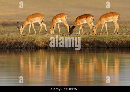 Antilopes Impala (Aepyceros melampus) avec réflexion dans l'eau, Parc national de Chobe, Botswana Banque D'Images