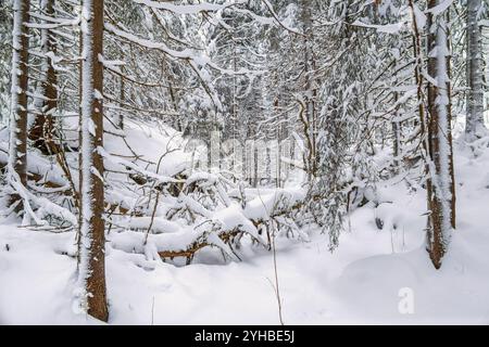 Accroc d'arbre tombé dans un ravin de forêt enneigée Banque D'Images