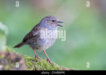 Dunnock [ Prunella modularis ] chantant de la bûche moussue Banque D'Images