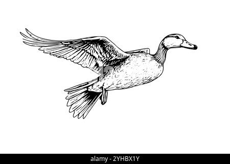 Croquis à l'encre dessiné à la main par un canard volant. Illustration vectorielle de style gravé. Illustration de Vecteur