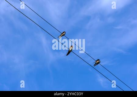 Trois spécimens de l'hirondelle de la grange, Hirundo rustica, sont assis sur une clôture métallique sous un ciel bleu. Banque D'Images