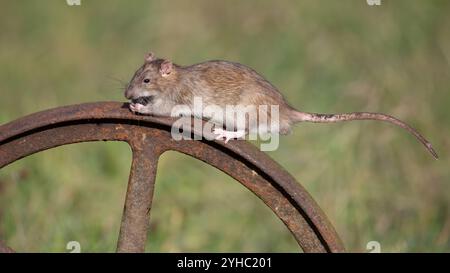 Un rat brun sauvage commun est capturé après avoir capturé et mangé une souris plus petite. Il est sur une vieille roue en métal rouillé Banque D'Images