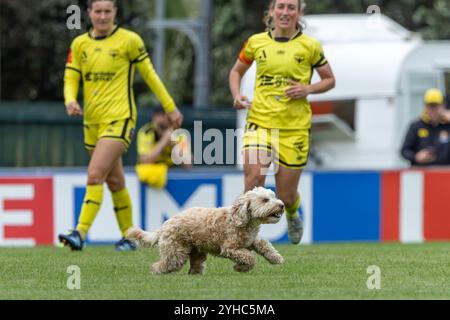 Porirua, Wellington, Nouvelle-Zélande, 20 mars 2024 : la capitaine de Wellington Annalie Longo (10 ans, Wellington Phoenix) regarde son chien Tiger courir sur le terrain. Wellington Phoenix contre Canberra United. Ninja A-League Women. Porirua Park. Porirua. Wellington. Nouvelle-Zélande. Canberra United gagne 1-0 (HT 1-0). (Joe Serci / SPP) Banque D'Images