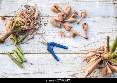 Diviser les dahlias. Bouquet fraîchement soulevé et lavé de tubercules de dahlia en cours de division. Banque D'Images