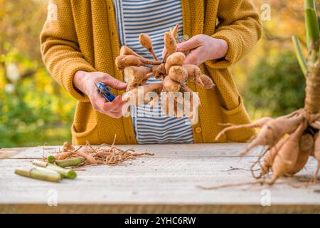 Jardinière femelle divisant les dahlias. Morceaux de tubercules de dahlia fraîchement soulevés et lavés en division. Fendre les dahlias avant le stockage hivernal. Banque D'Images