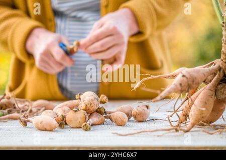 Jardinière femelle divisant les dahlias. Morceaux de tubercules de dahlia fraîchement soulevés et lavés en division. Fendre les dahlias avant le stockage hivernal. Banque D'Images
