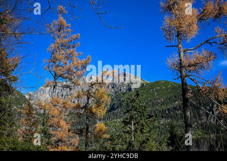 Les mélèzes dorés encadrent une vue imprenable sur la montagne sous un ciel bleu éclatant, capturant l'essence de l'automne dans les hautes tatras. Banque D'Images