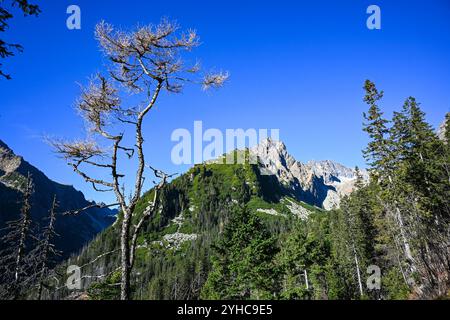 Les mélèzes dorés encadrent une vue imprenable sur la montagne sous un ciel bleu éclatant, capturant l'essence de l'automne dans les hautes tatras. Banque D'Images