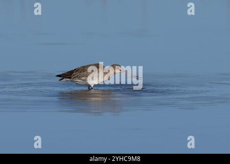 Godwit-Limosa limosa à queue noire. alimentation. Banque D'Images