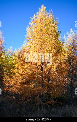 Mélèze jaune vif avec des aiguilles dorées qui brillent dans la lumière du soleil contre un ciel bleu profond pendant la saison d'automne. Banque D'Images