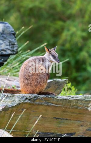 Un seul wallaby à col rouge reposant sur une surface rocheuse au milieu d'une végétation luxuriante dans un habitat naturel pendant les heures de lumière du jour Banque D'Images