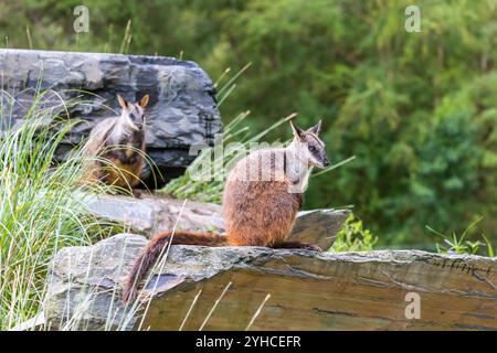 Deux Wallabys à col rouge reposant sur une surface rocheuse au milieu d'une verdure luxuriante dans un habitat naturel pendant les heures de lumière du jour Banque D'Images