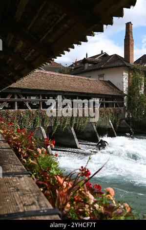 Surfer an der historischen Mühleschleuse, Thun, Schweiz *** surfer à l'écluse historique du moulin, Thun, Suisse Banque D'Images