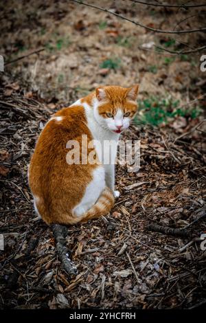 Chat orange et blanc reposant sur le plancher forestier parmi les feuilles et les branches Banque D'Images