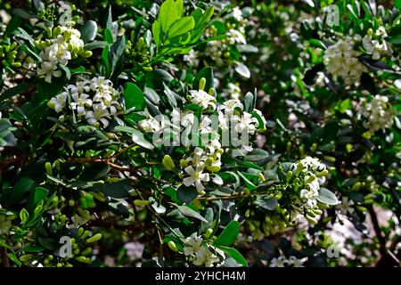 Fleurs de jasmin orange sur arbre (Murraya paniculata) sur jardin tropical Banque D'Images