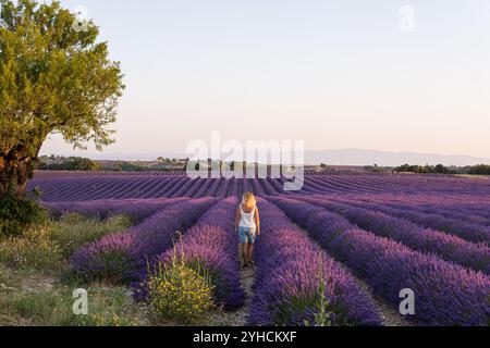Jeune femme blonde profitant d'une promenade au lever du soleil dans les champs de lavande de Valensole en Provence, dans le sud de la France Banque D'Images