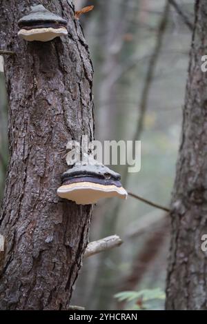 Deux champignons rouges Band sur PIN Banque D'Images