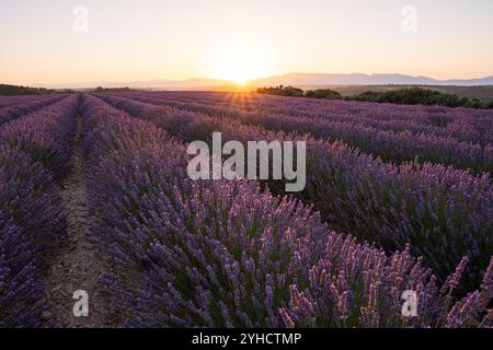 Lever de soleil sur les champs de lavande de Valensole en Provence, France Banque D'Images